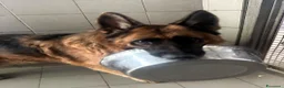 Pastore Tedesco cani in regalo: IBRA PASTORE TEDESCO - Annuncio 11