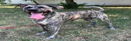 Meticcio cani in regalo: VITO CERCA CASA - Annuncio 12