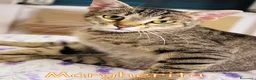 Europeo gatti in regalo:  MARGHERITA DOLCISSIMA GATTINA a Città metropolitana di Roma Capitale - Annuncio 3