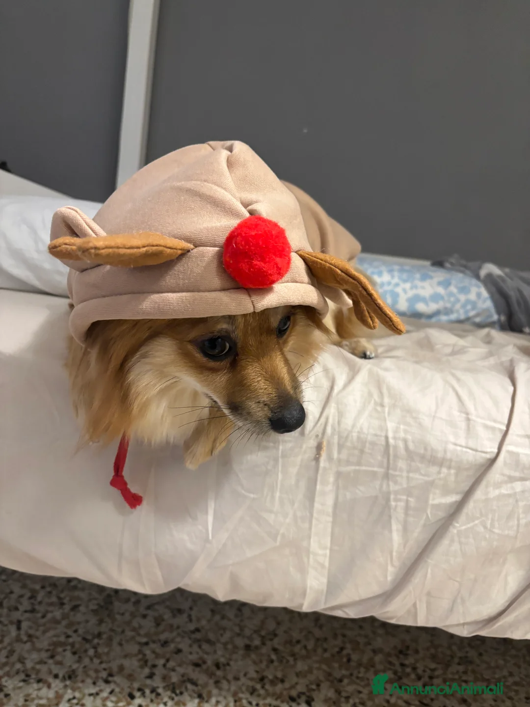 Volpino Pomerania cani in vendita: !URGENTE! vendo cucciola spitz pomerania - Annuncio 3