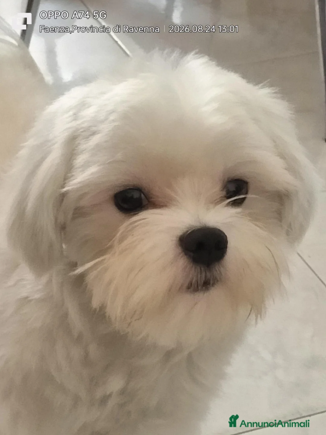 Maltese cani per accoppiamento: Bellis.Maltese Maschio 17 mesi per accoppiamento  a Provincia di Ravenna - Annuncio 2