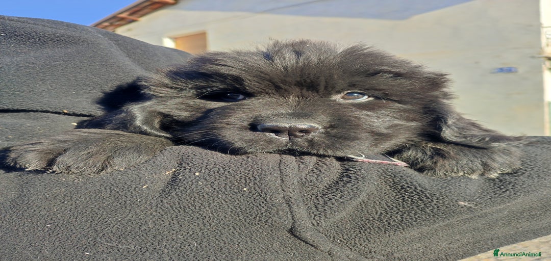 Immagine della galleria {{count}}