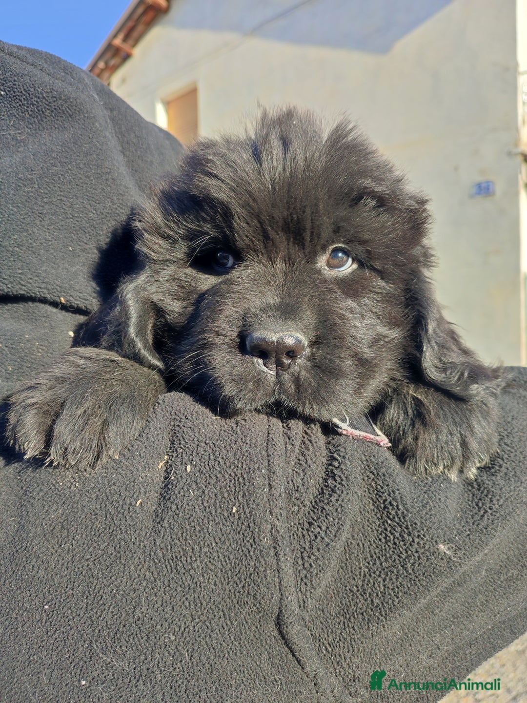 Immagine della galleria {{count}}