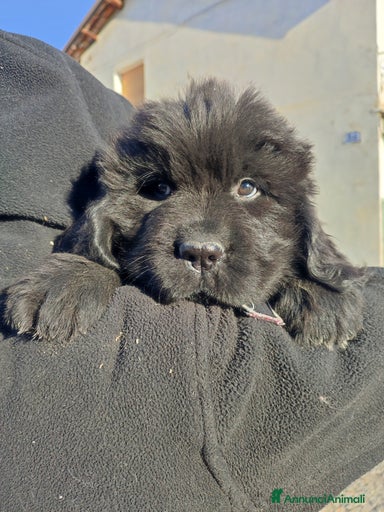 Immagine della galleria {{count}}