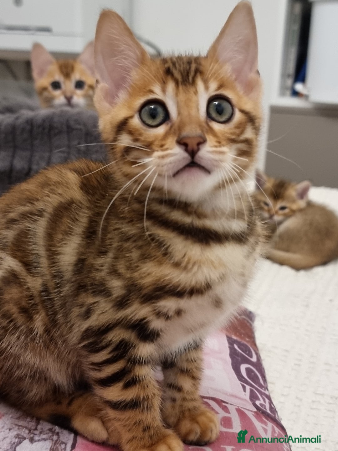 Bengala gatti in vendita: Bengala  - Annuncio 10