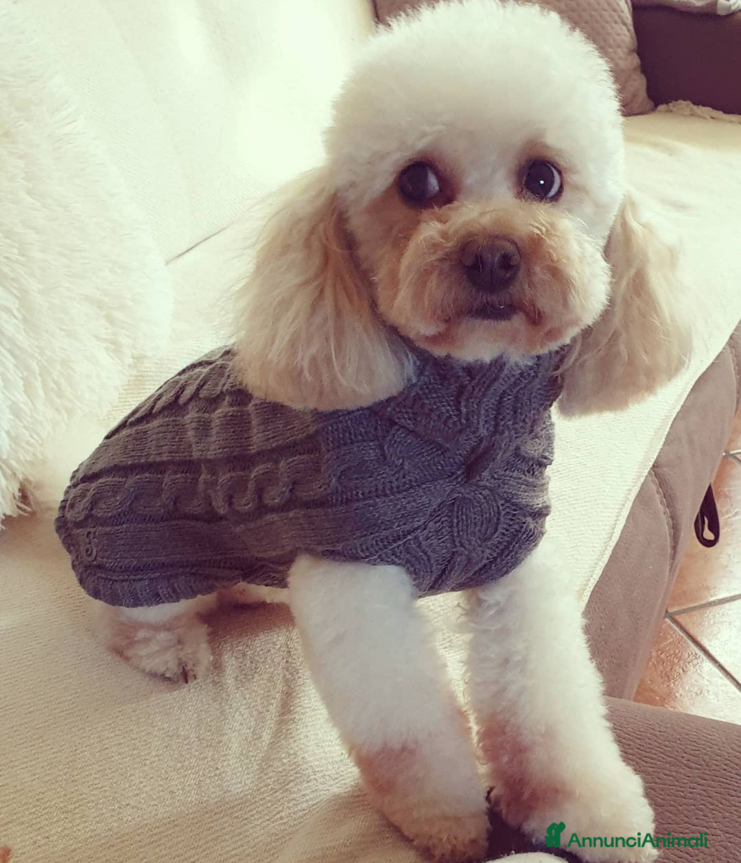 Barboncino Toy cani in vendita: Barboncino  - Annuncio 5