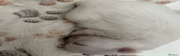 Chihuahua cani in vendita: Cuccioli di chihuahua  - Annuncio 9
