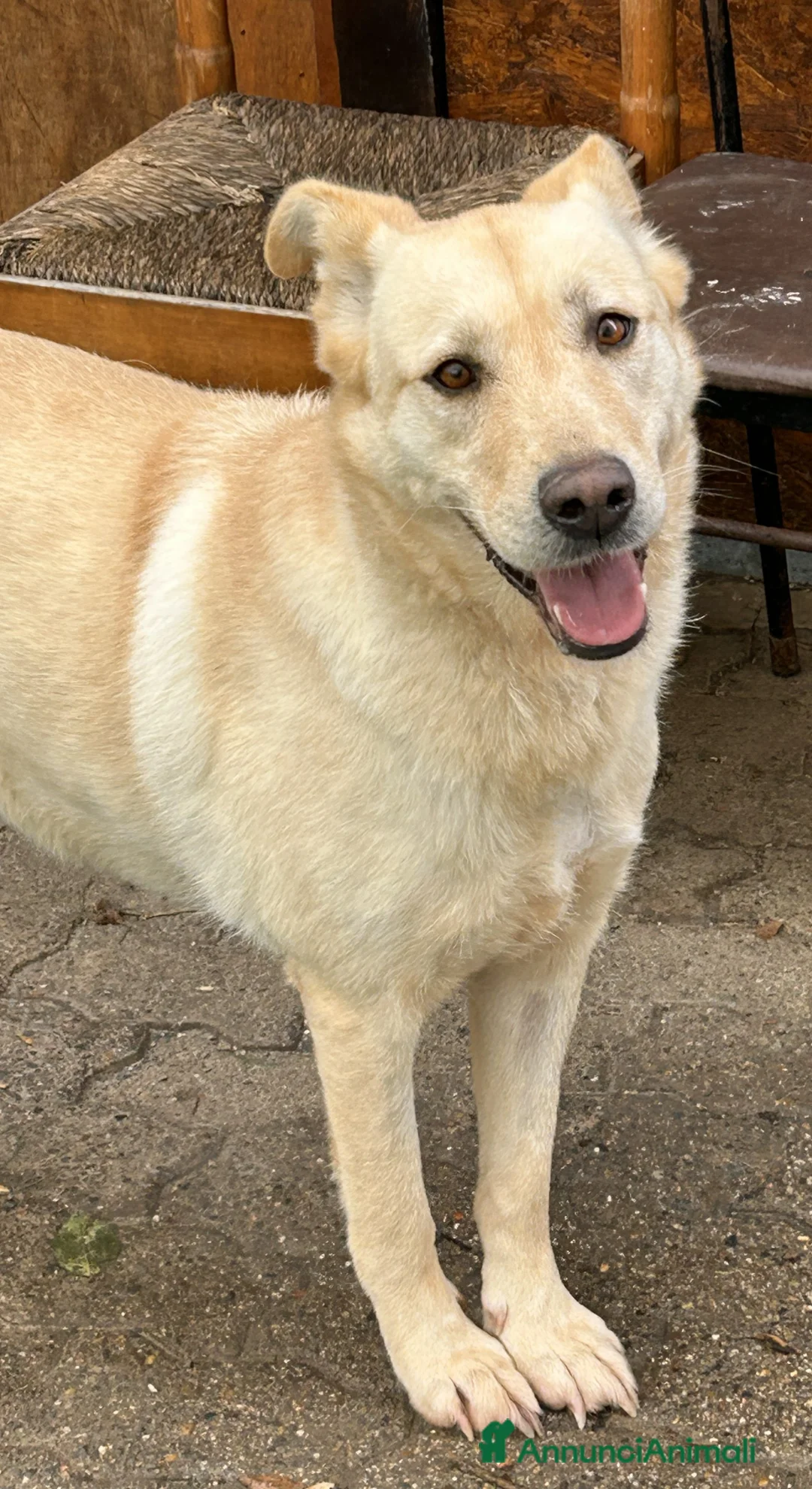 Meticcio cani in regalo: CAMI dolcissima labrador - Annuncio 3