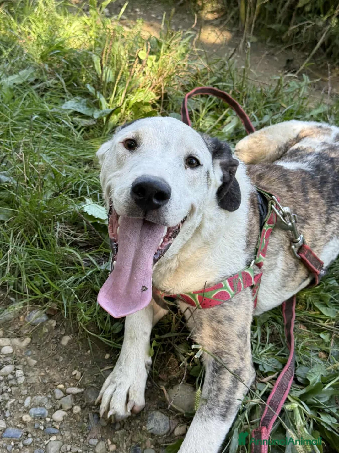 Meticcio cani in regalo: ALFA, mix PITBULL super coccolone!! - Annuncio 8