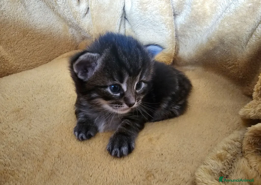 Maine Coon gatti Bellissimi cuccioli di Maine Coon - Annuncio 38