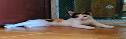 Europeo gatti in regalo: GATTINA TRICOLORE - Annuncio 1