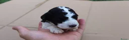 Lagotto cani in vendita: Lagotto Romagnolo con Pedigree - Annuncio 7