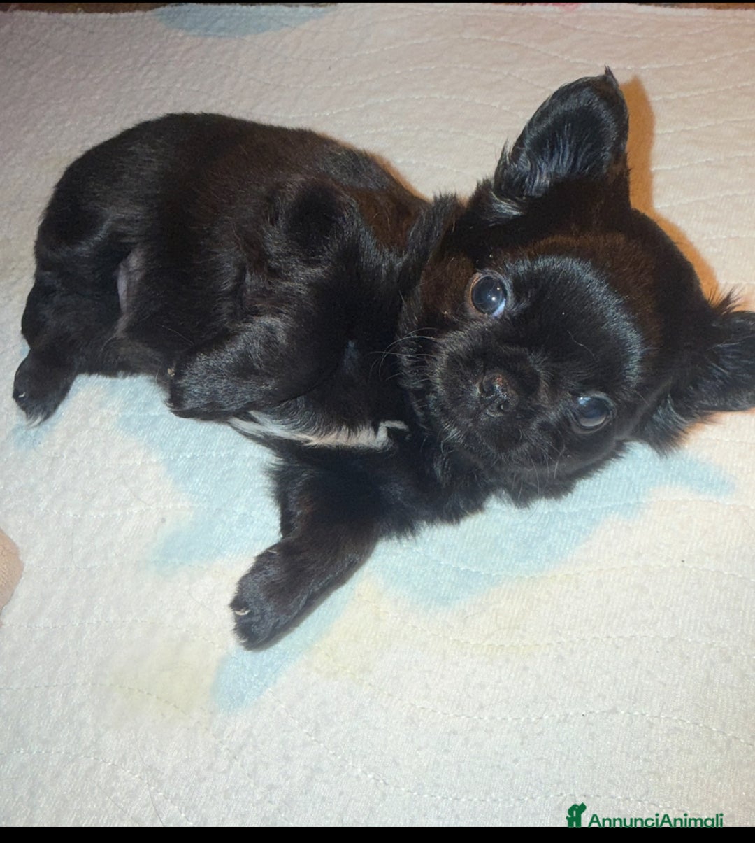 Chihuahua cani in vendita: Chihuahua maschietto  - Annuncio 1