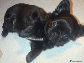 Chihuahua cani Chihuahua maschietto - Annuncio 1