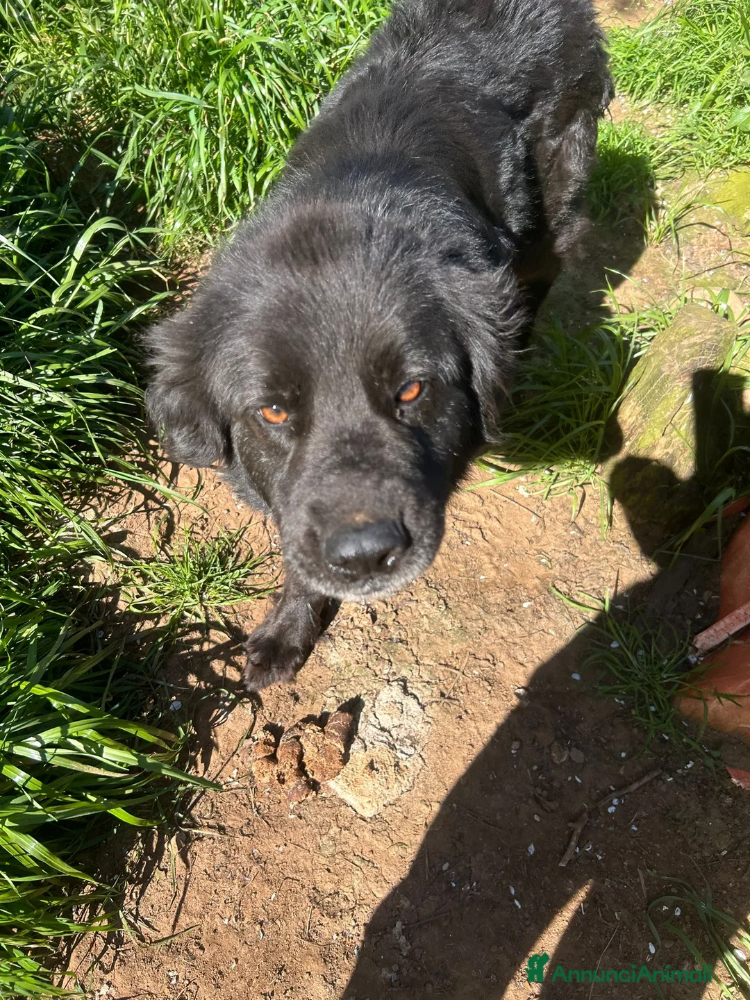 Meticcio cani in regalo: Nerone splendido cagnolone cerca casa  - Annuncio 2