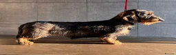 Bassotto cani in vendita: Bassotto a pelo duro - Annuncio 1