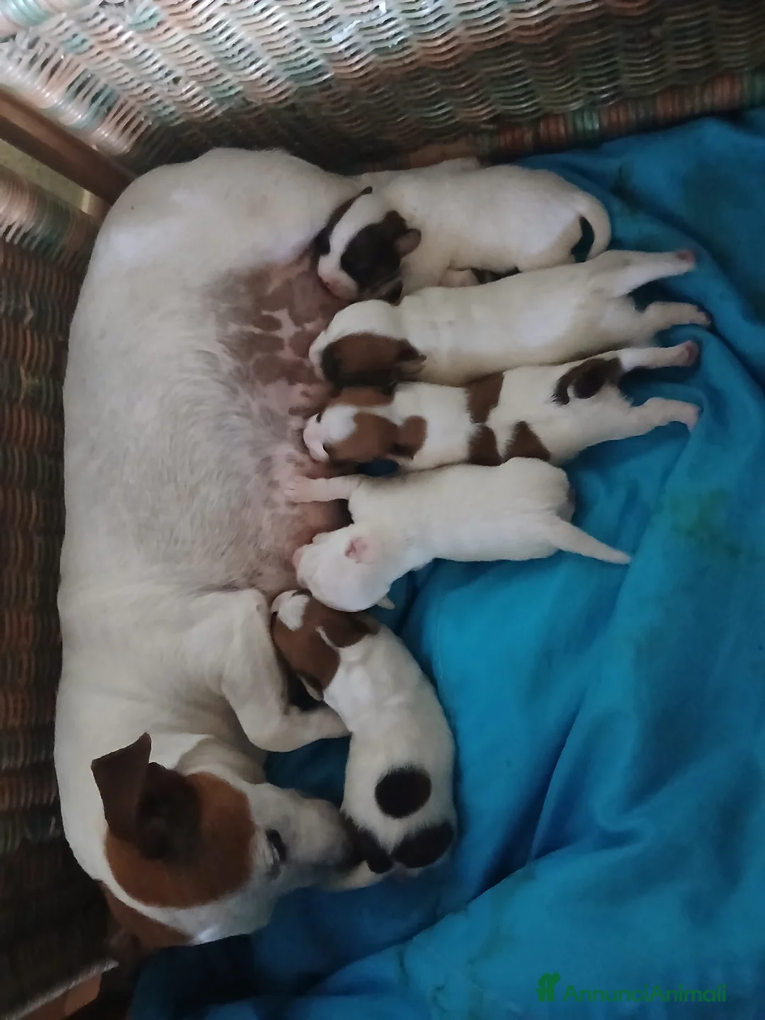 Jack Russell cani in vendita: jack russell terrier - Annuncio 2