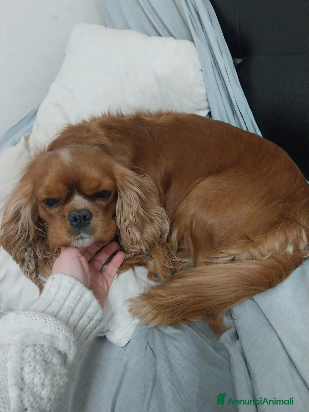 Cavalier King cani in vendita: Cuccioli di cavalier king  - Annuncio 1