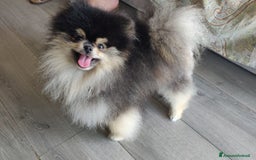 Spitz cani per accoppiamento: Stallocino Spitz tedesco nano - Immagine 1