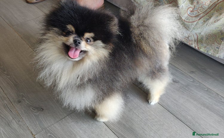 Spitz cani Stallocino Spitz tedesco nano - Annuncio 11