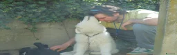 Pastore Maremmano cani in vendita: Spettacolari cuccioli di Pastore Abruzzese  - Annuncio 13