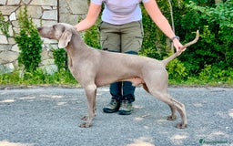 Weimaraner cani in vendita: Mr Blue cerca la sua famiglia perfetta a Provincia di Reggio Emilia - Immagine 11
