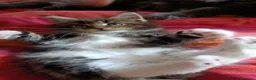 Maine Coon gatti in vendita: Cucciola Maine Coon - Annuncio 2