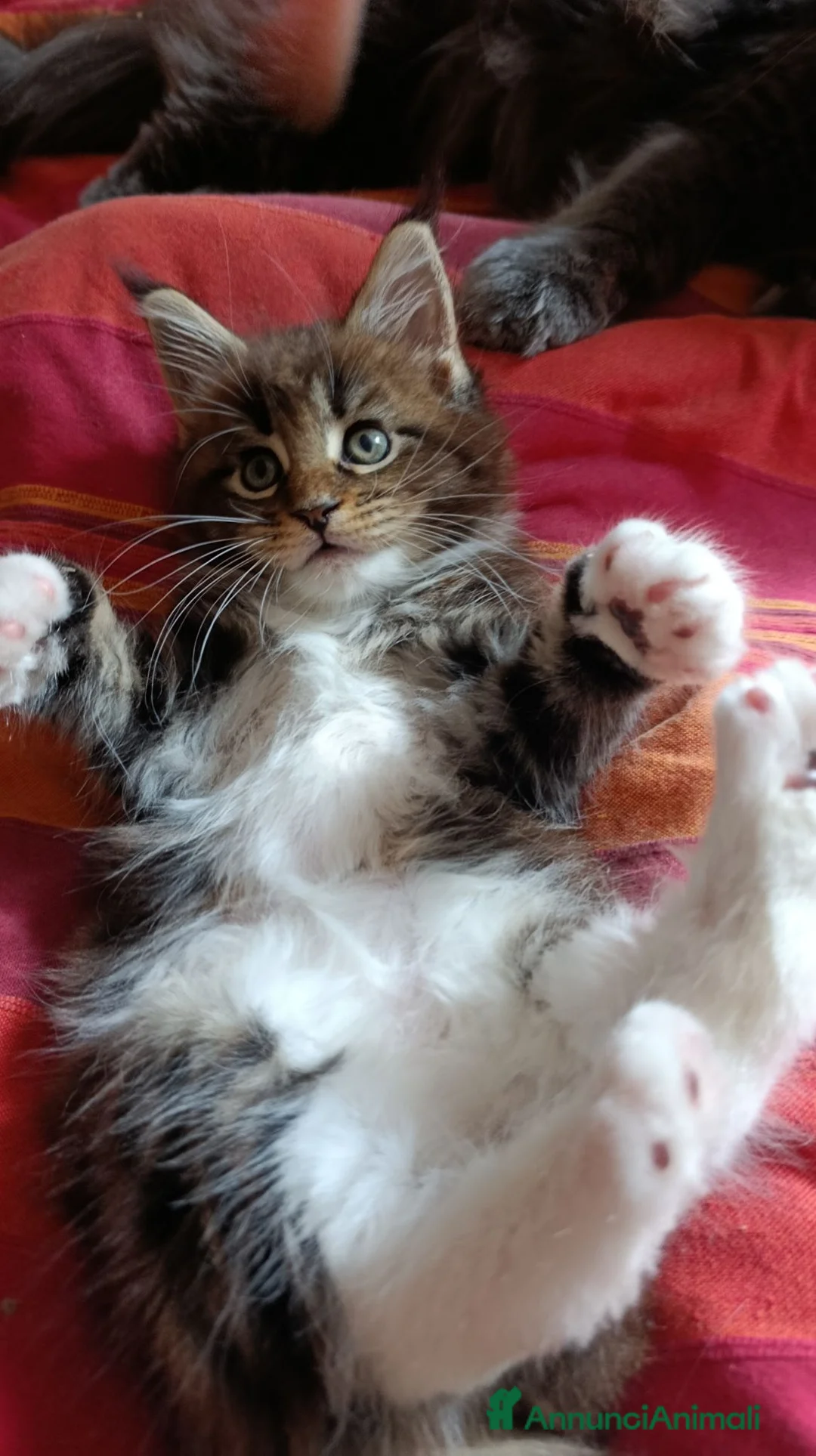 Maine Coon gatti in vendita: Cucciola Maine Coon - Annuncio 2