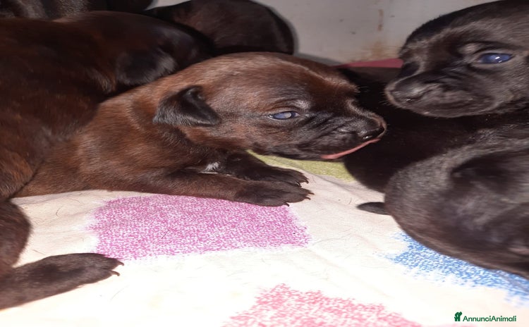 Staffordshire cani a Città metropolitana di Catania - Annuncio 4
