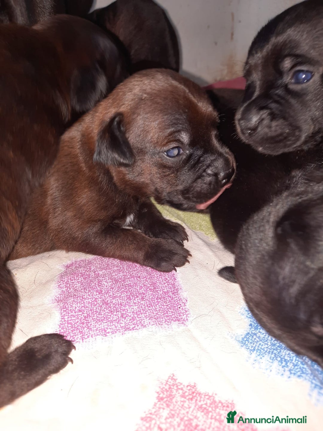 Staffordshire cani in vendita: Staffordshire bull terrier a Città metropolitana di Catania - Immagine 1