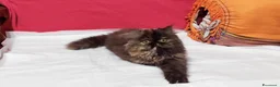Persiano gatti in vendita: Cuccioli di Persiano - Annuncio 3