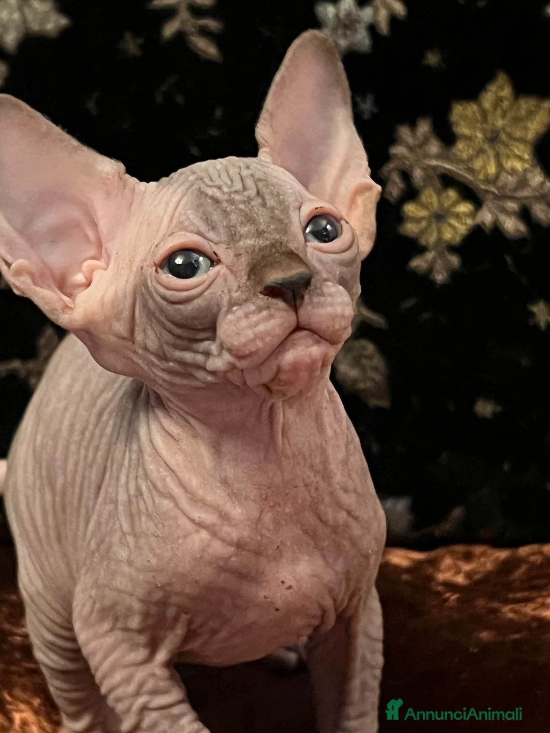 Sphynx gatti in vendita: Sphynx  a Città metropolitana di Roma Capitale - Annuncio 4