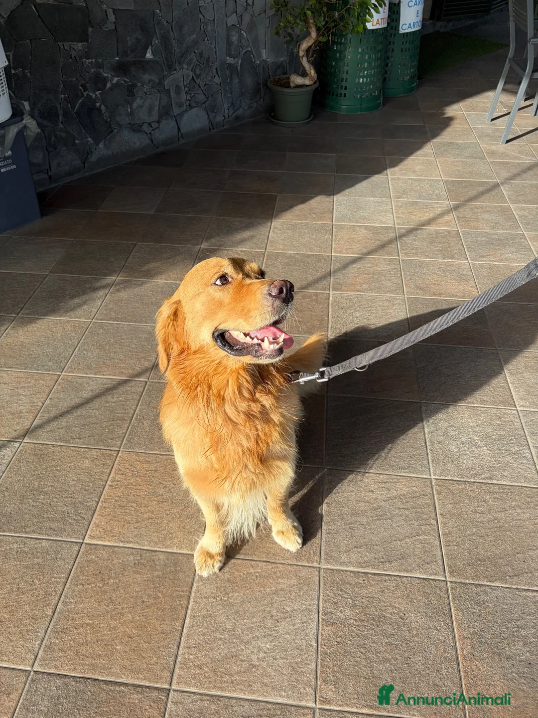 Golden Retriever cani per accoppiamento: Golden retriver per monta a Città metropolitana di Catania - Annuncio 3