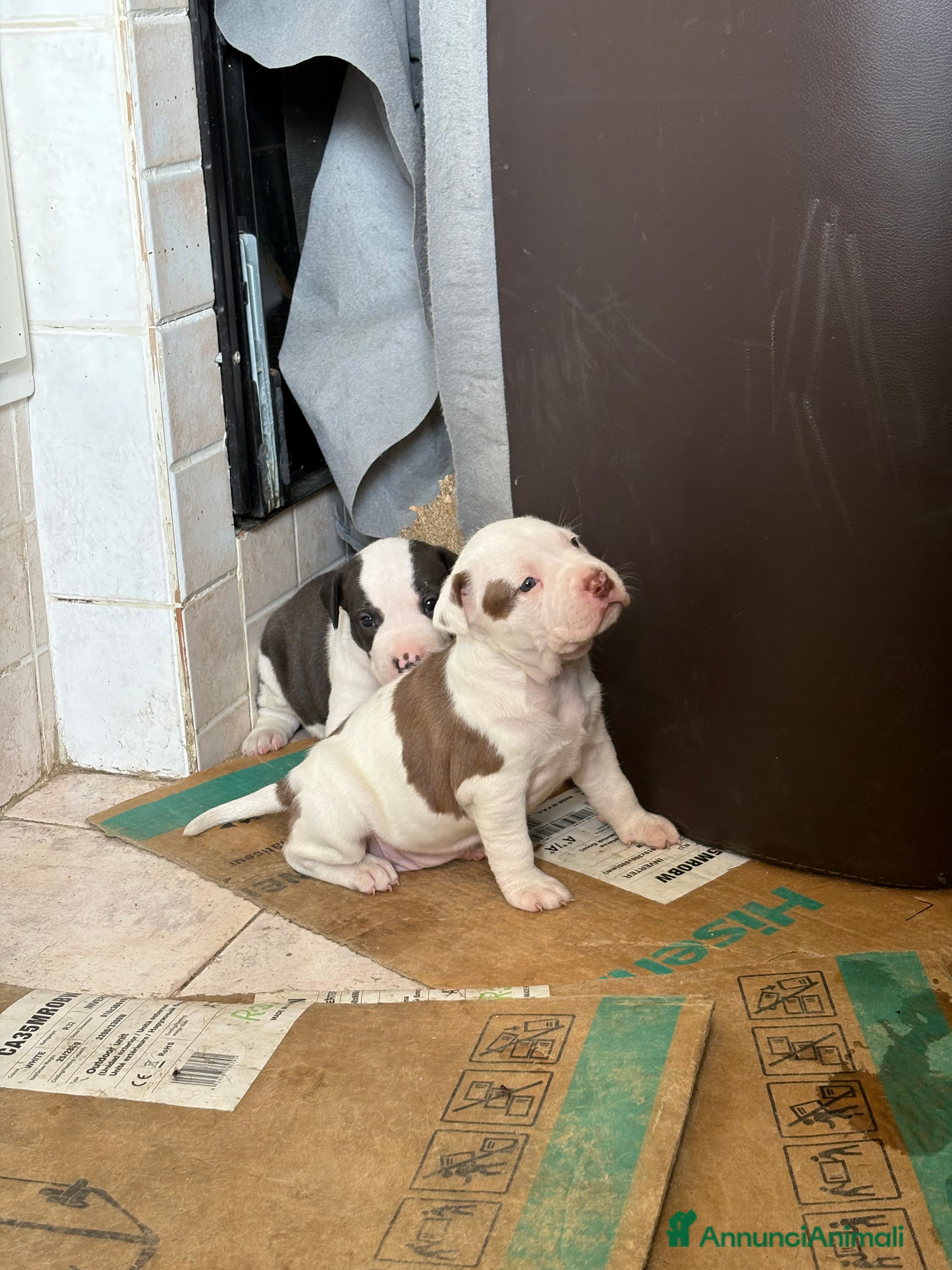 Pitbull cani PitBull UKC Black Nose e Red Nose - Annuncio 6