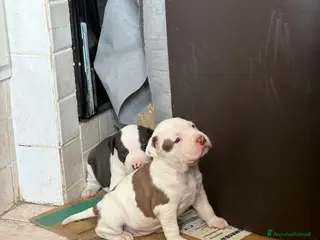 Pitbull cani PitBull UKC Black Nose e Red Nose - Annuncio 6