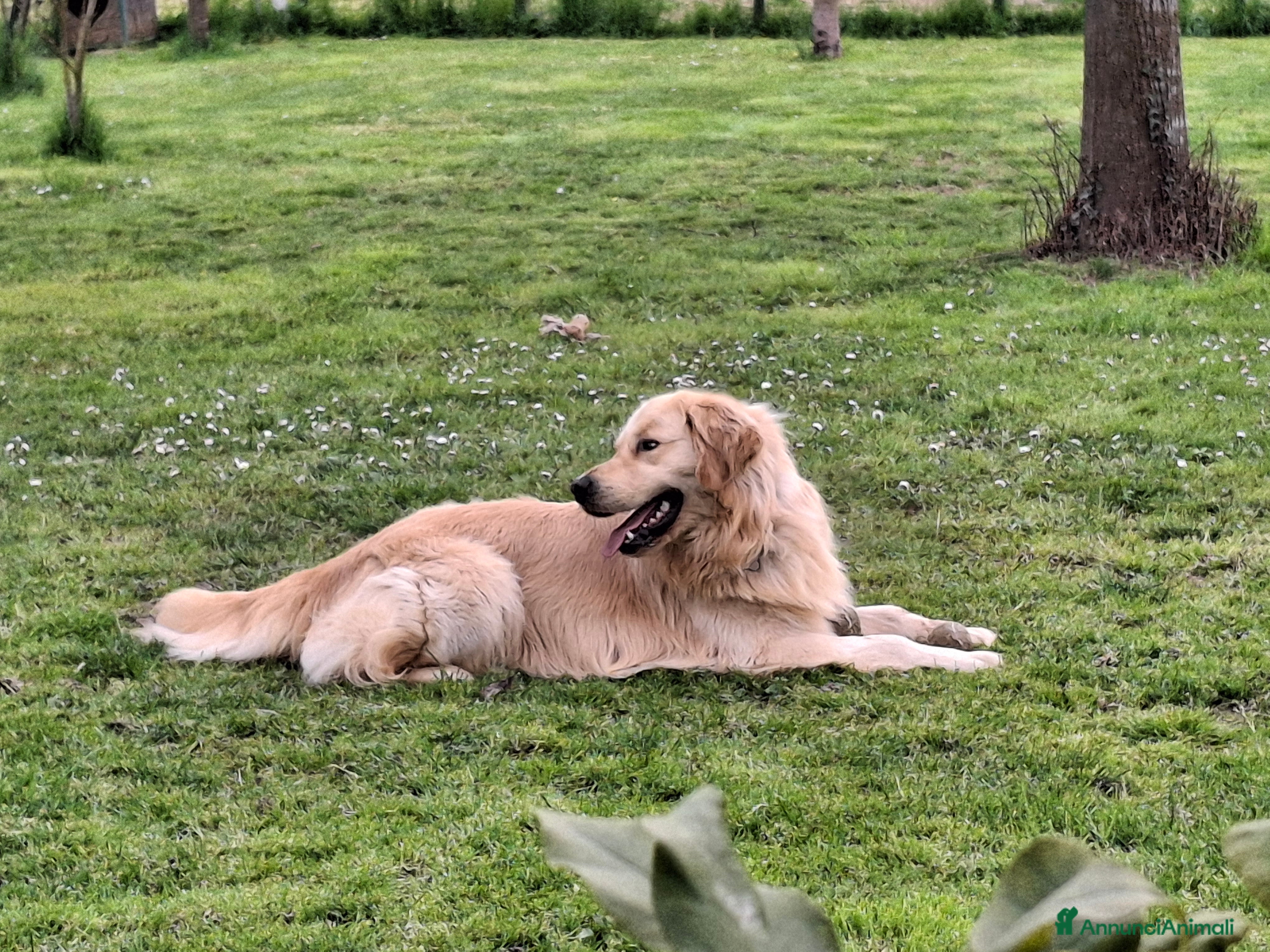 Golden Retriever cani Golden Retriever disponibile accoppiamento monta  - Annuncio 2