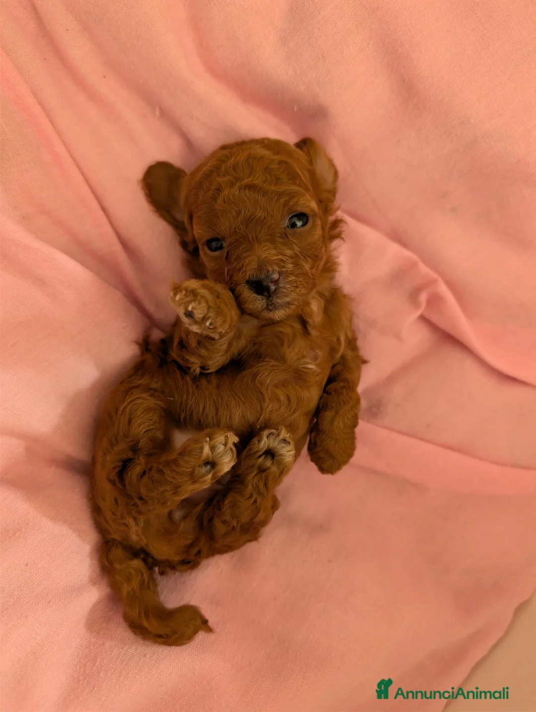 Barboncino Toy cani in vendita: Barboncino Toy con pedigree - Annuncio 2