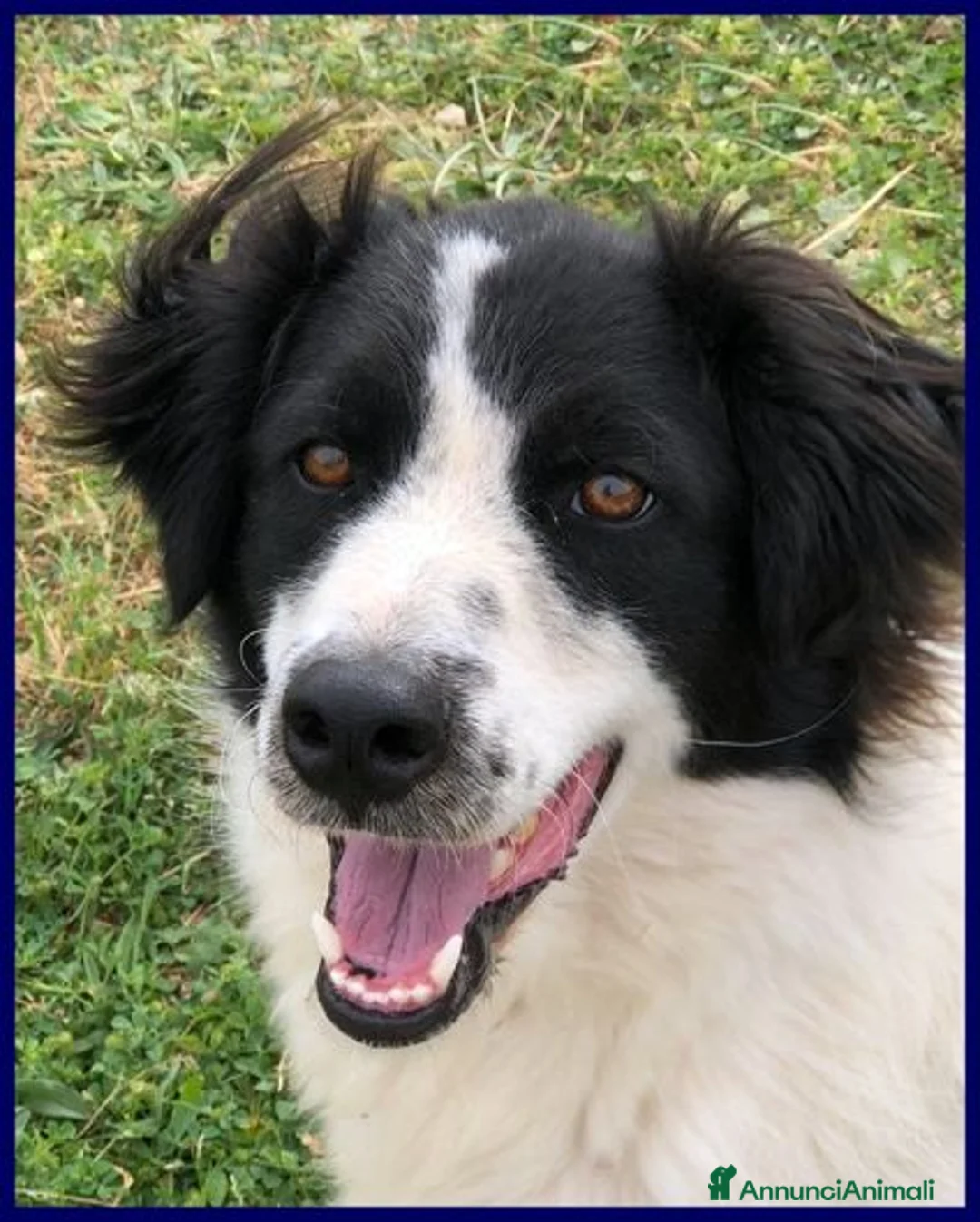 Meticcio cani in regalo: PETRUX giocherellone tg mediogrande - Annuncio 1