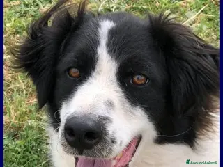 Meticcio cani PETRUX giocherellone tg mediogrande - Annuncio 14
