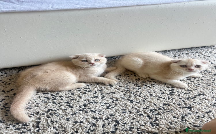 Scottish gatti a Provincia di Rimini - Annuncio 15