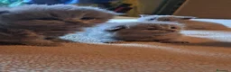 Scottish gatti in vendita: Gattini, cuccioli Scottish è British  - Annuncio 12
