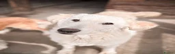 Meticcio cani in regalo: MOIRA - Annuncio 1