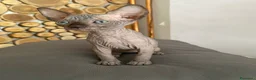 Sphynx gatti in vendita: Cuccioli Sphynks  - Annuncio 21