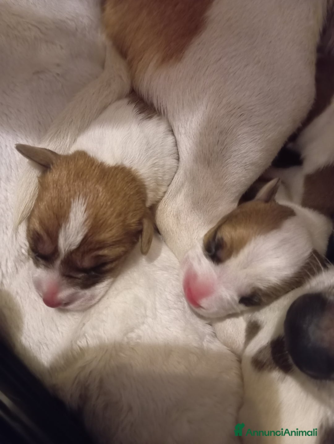 Jack Russell cani in vendita: Cuccioli di Jack Russell  - Annuncio 2