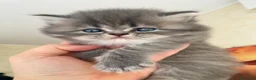 Persiano gatti in vendita: Splendidi cuccioli di gatto persiano - Annuncio 7