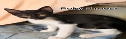 Altre razze gatti in regalo: GATTINI: SIAMO AL COLLASSO! a Città Metropolitana di Firenze - Annuncio 11