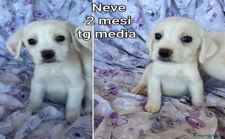 Meticcio cani a Provincia di Reggio Emilia - Annuncio 13