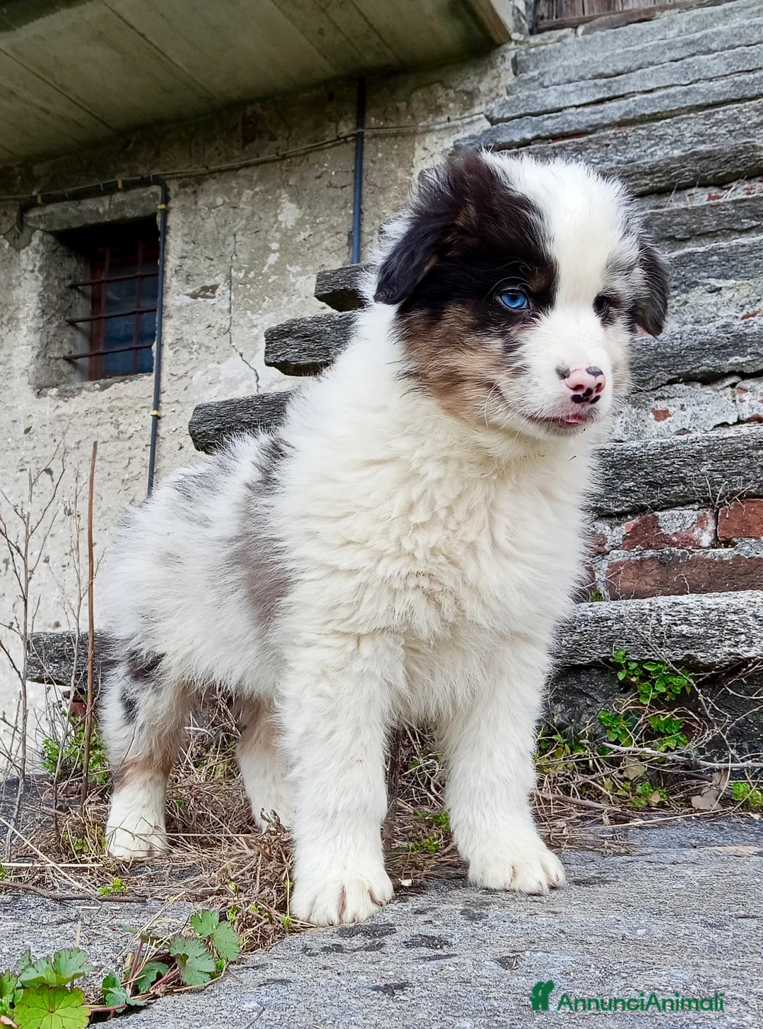 Australian Shepherd cani in vendita: Cuccioli di Australian Shepherd  - Annuncio 3