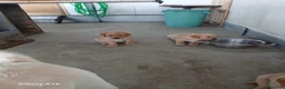 Labrador cani in vendita: Vendesi cuccioli Labrador  a Città metropolitana di Roma Capitale - Annuncio 6