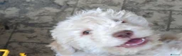 Lagotto cani in vendita: Lagotto a Provincia di Perugia - Annuncio 1